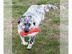 English Setter DOG FOR ADOPTION RGADN-1258556 - Millie - English Setter /