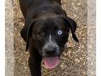 Beagle DOG FOR ADOPTION RGADN-1258559 - Bluebell - Beagle / Terrier Dog For