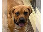 Beagle DOG FOR ADOPTION RGADN-1258560 - Buttercup - Beagle / Terrier Dog For