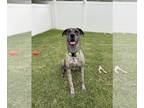 Great Dane Mix DOG FOR ADOPTION RGADN-1258564 - Georgia - Great Dane / Mixed Dog