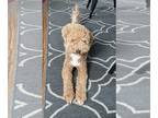 Golden Retriever Mix DOG FOR ADOPTION RGADN-1258579 - Willow NJ - Golden