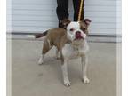American Pit Bull Terrier-Pug Mix DOG FOR ADOPTION RGADN-1258593 - HILL OF BEANS