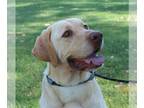 Labrador Retriever DOG FOR ADOPTION RGADN-1258632 - JEDI - Labrador Retriever