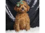 Cavapoo Puppy for sale in Warsaw, IN, USA