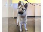 German Shepherd Dog-Huskies Mix DOG FOR ADOPTION RGADN-1258669 - Found stray:
