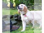 Golden Retriever DOG FOR ADOPTION RGADN-1258674 - Misty - Golden Retriever Dog