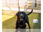 Mastador DOG FOR ADOPTION RGADN-1258683 - RUCKER - Mastiff / Labrador Retriever