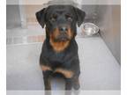 Rottweiler DOG FOR ADOPTION RGADN-1258684 - NORBERT - Rottweiler (medium coat)