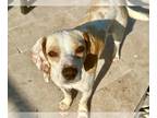 Beagle Mix DOG FOR ADOPTION RGADN-1258686 - Champagne - Beagle / Mixed (short