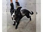 American Pit Bull Terrier-Huskies Mix DOG FOR ADOPTION RGADN-1258698 - Peanut -