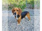 Beagle DOG FOR ADOPTION RGADN-1258702 - Biscotti (6248) - Beagle (short coat)