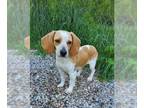 Beagle DOG FOR ADOPTION RGADN-1258703 - Marmalade (6249) - Beagle (short coat)
