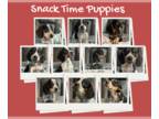 Beagle DOG FOR ADOPTION RGADN-1258705 - Snack Time Puppies - Beagle Dog For