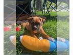 Boxer DOG FOR ADOPTION RGADN-1258708 - Pippen - Boxer (short coat) Dog For