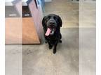 Clumber Spaniel-Labrador Retriever Mix DOG FOR ADOPTION RGADN-1258720 - DOLLY -
