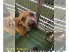 American Bandogge mastiff DOG FOR ADOPTION RGADN-1258741 - BUDHHA - Mastiff /