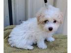 Bichpoo DOG FOR ADOPTION RGADN-1258755 - Feather - Bichon Frise / Poodle (Toy) /