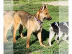German Shepherd Dog Mix DOG FOR ADOPTION RGADN-1258782 - ARYIA - Shetland