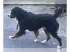 Bernese Mountain Dog DOG FOR ADOPTION RGADN-1258789 - Moose - Bernese Mountain