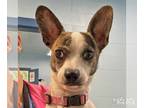 Jack Chi DOG FOR ADOPTION RGADN-1258791 - Atlas - Jack Russell Terrier /