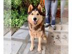 Siberian Husky DOG FOR ADOPTION RGADN-1258800 - LUNA - Siberian Husky (medium