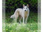 Huskies Mix DOG FOR ADOPTION RGADN-1258827 - Biscuit - Husky / Mixed Dog For
