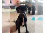 Labrador Retriever DOG FOR ADOPTION RGADN-1258830 - Ziggy- CL - Labrador