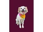 Collie DOG FOR ADOPTION RGADN-1258840 - CANITO - Collie Dog For Adoption
