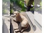 Cairn Terrier DOG FOR ADOPTION RGADN-1258847 - SURI - Cairn Terrier Dog For