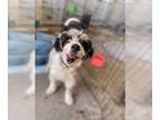 Shih Tzu Mix DOG FOR ADOPTION RGADN-1258848 - KOA - Shih Tzu / Poodle (unknown
