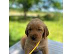 Golden Retriever Puppy for sale in Latta, SC, USA