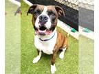 Boxer Mix DOG FOR ADOPTION RGADN-1258867 - CRISPIN - Boxer / Mixed (short coat)