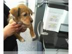 German Shepherd Dog Mix DOG FOR ADOPTION RGADN-1258875 - GEORGIA - German