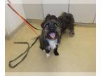 Border Terrier Mix DOG FOR ADOPTION RGADN-1258903 - *COE - Border Terrier /