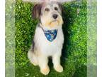 Briard Mix DOG FOR ADOPTION RGADN-1258909 - Charly (CP) - Adopt Me!