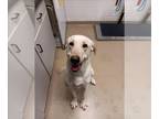 Labrador Retriever DOG FOR ADOPTION RGADN-1258915 - CORBIN - Labrador Retriever