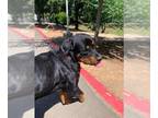 Rottweiler DOG FOR ADOPTION RGADN-1258921 - *BOBBY BOUCHER - Rottweiler (medium
