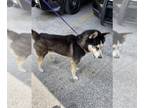 Mix DOG FOR ADOPTION RGADN-1258927 - A622375 - Husky (long coat) Dog For