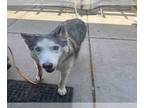 Mix DOG FOR ADOPTION RGADN-1258928 - ARUBA - Husky (medium coat) Dog For