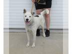 Labrador Retriever-Shiba Inu Mix DOG FOR ADOPTION RGADN-1258932 - SHEEBA - Shiba