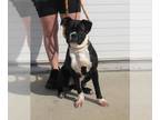 Boxer DOG FOR ADOPTION RGADN-1258933 - A760212 - Boxer (medium coat) Dog For