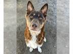 Australian Kelpie Mix DOG FOR ADOPTION RGADN-1258937 - *HIPPOLYTA - Australian