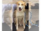 Huskies Mix DOG FOR ADOPTION RGADN-1258956 - COPPER WHITECLAW - Husky / Mixed