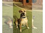 Mastiff Mix DOG FOR ADOPTION RGADN-1258958 - ZEUS - Mastiff / Mixed (medium