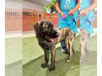 Labrador Retriever-Otterhound Mix DOG FOR ADOPTION RGADN-1258959 - DAVE -
