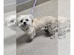 Shih Tzu Mix DOG FOR ADOPTION RGADN-1258960 - OLAF - Shih Tzu / Mixed (medium