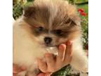 Pomeranian Puppy for sale in Moore, OK, USA