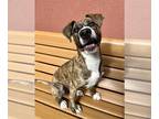 American Pit Bull Terrier-Plott Hound Mix DOG FOR ADOPTION RGADN-1258974 - JODEY