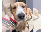 Labrador Retriever Mix DOG FOR ADOPTION RGADN-1258978 - ELSIE - Labrador
