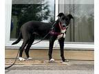 Greyhound-Labrador Retriever Mix DOG FOR ADOPTION RGADN-1258996 - Madison -